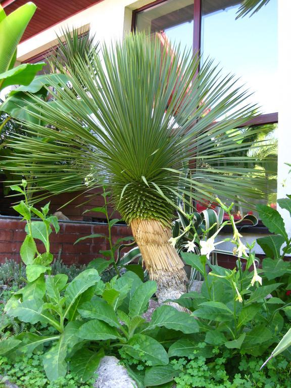Pokoje Goscinne Pod Palmami Busko-Zdrój Exterior foto